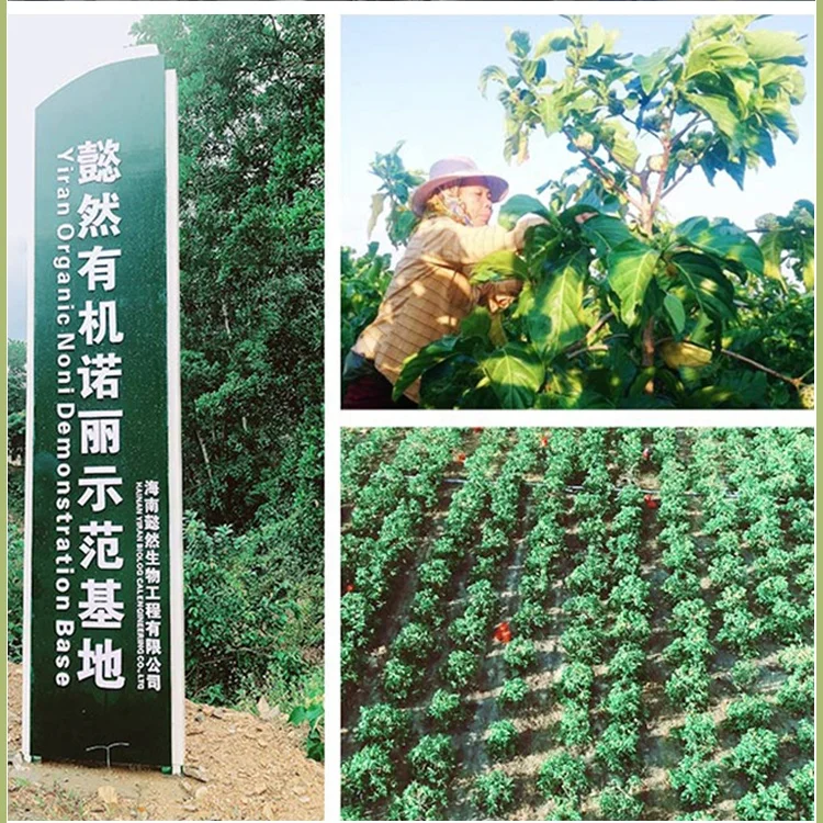 China supplier export bulk wholesale health detox dried fruit for tea