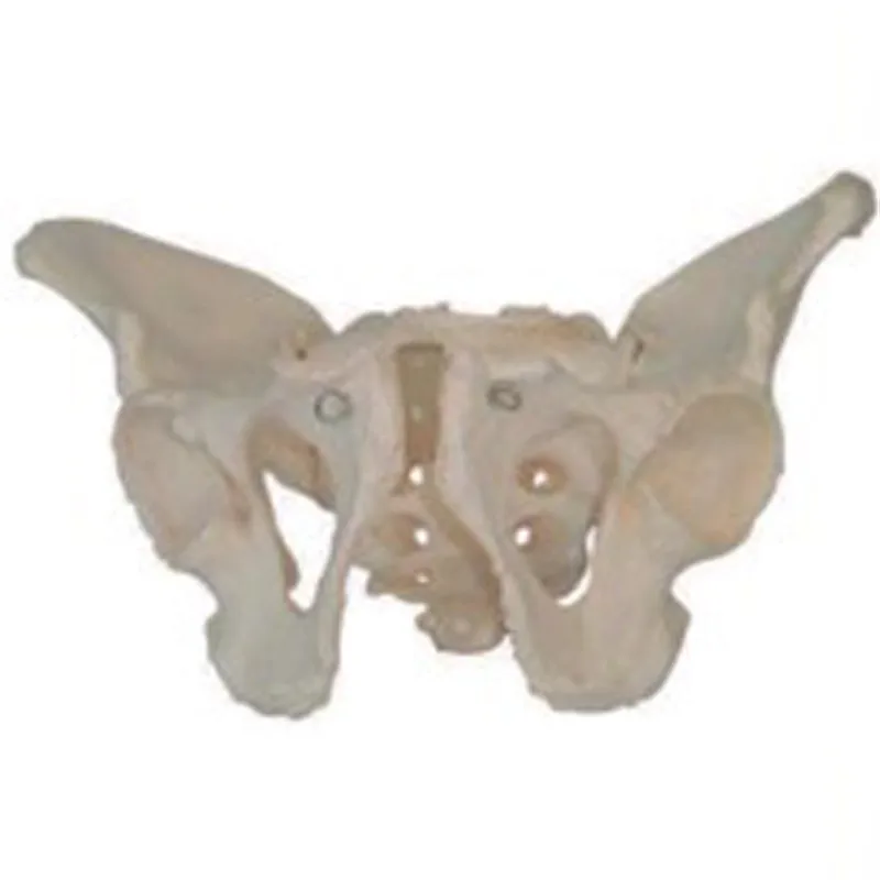Medical Science Male Pelvic Anatomic model for Disease Demonstration Medical Teaching Tool