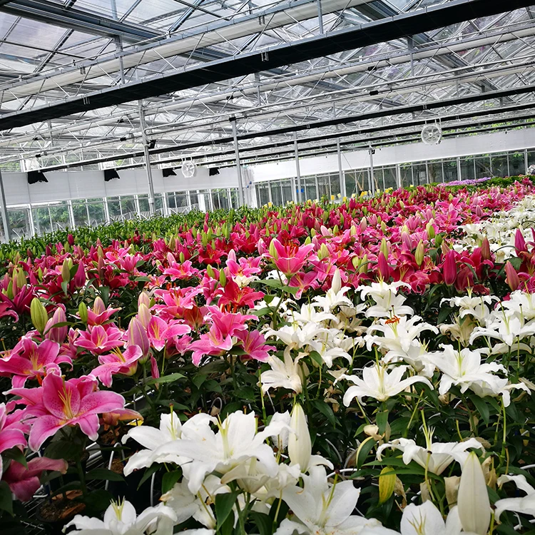 Tropical area standard moth orchid flower seedlings Taiwan orchid pot dendrobiums glasshouse with shading for sale