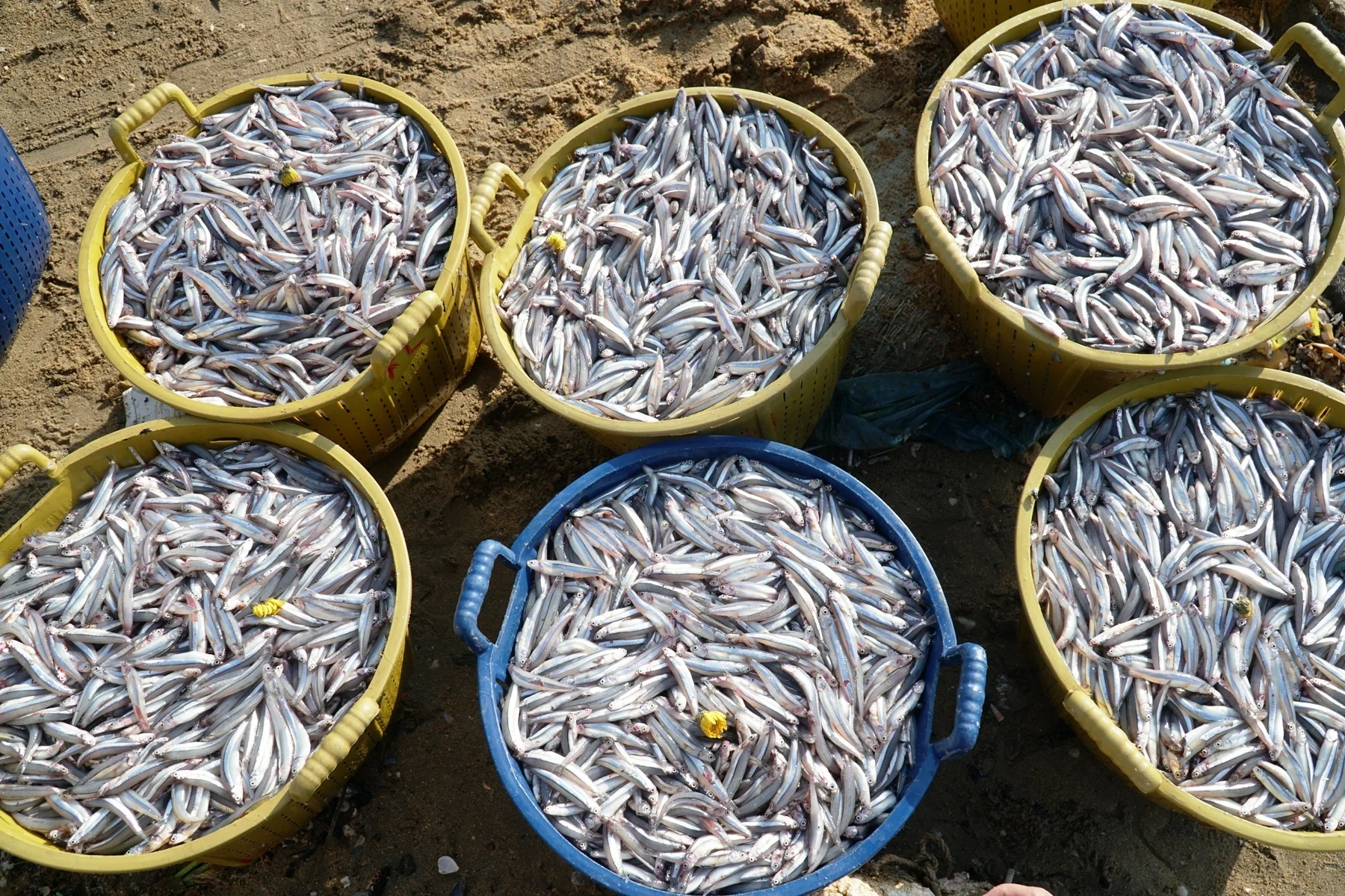 Хит продаж вьетнамские сушеные ланчоусы свежие и здоровые морепродукты оптовая цена