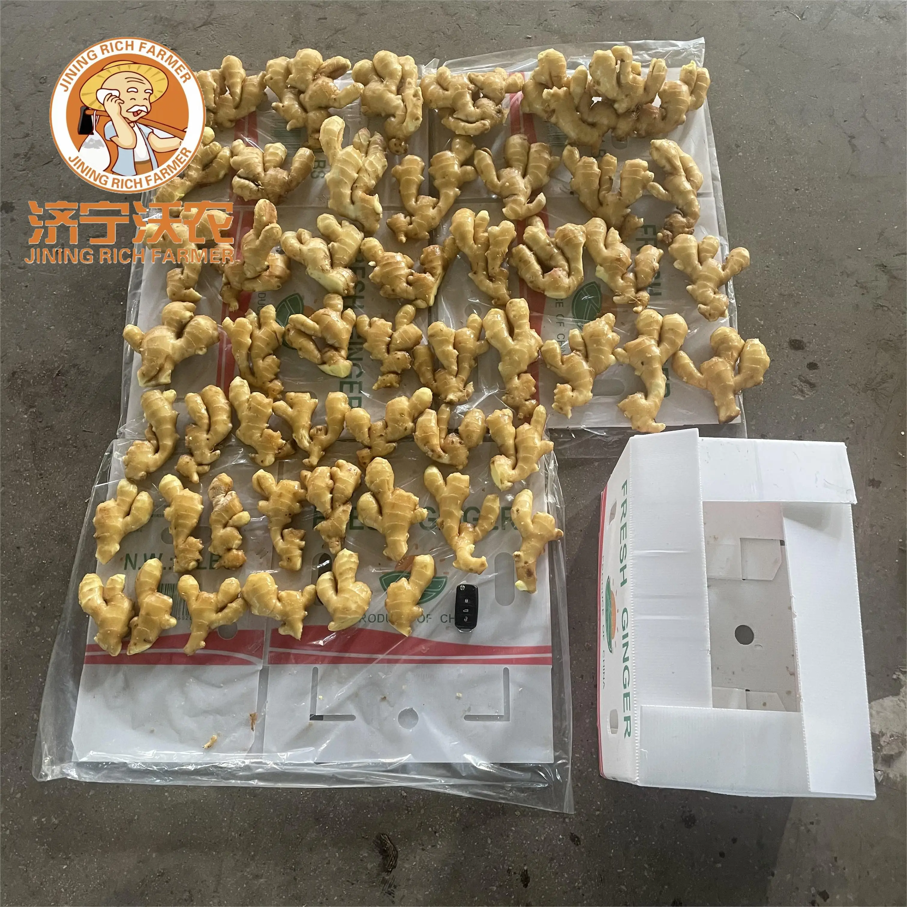 new crop fresh ginger best price fresh washed ginger best quality professional export organic