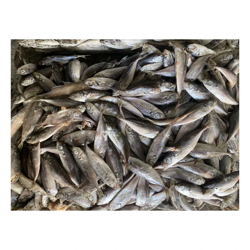 Поставка по хорошей цене, замороженный домкрат, рыба, приманка, Лошадиная скумбрия