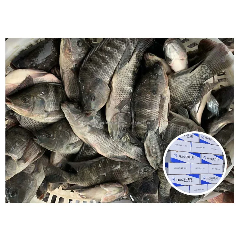 Покупатели Filete De Tilapia, рост Красной свежее витой замороженной рыбы, цена за кг, ферма Tilapia