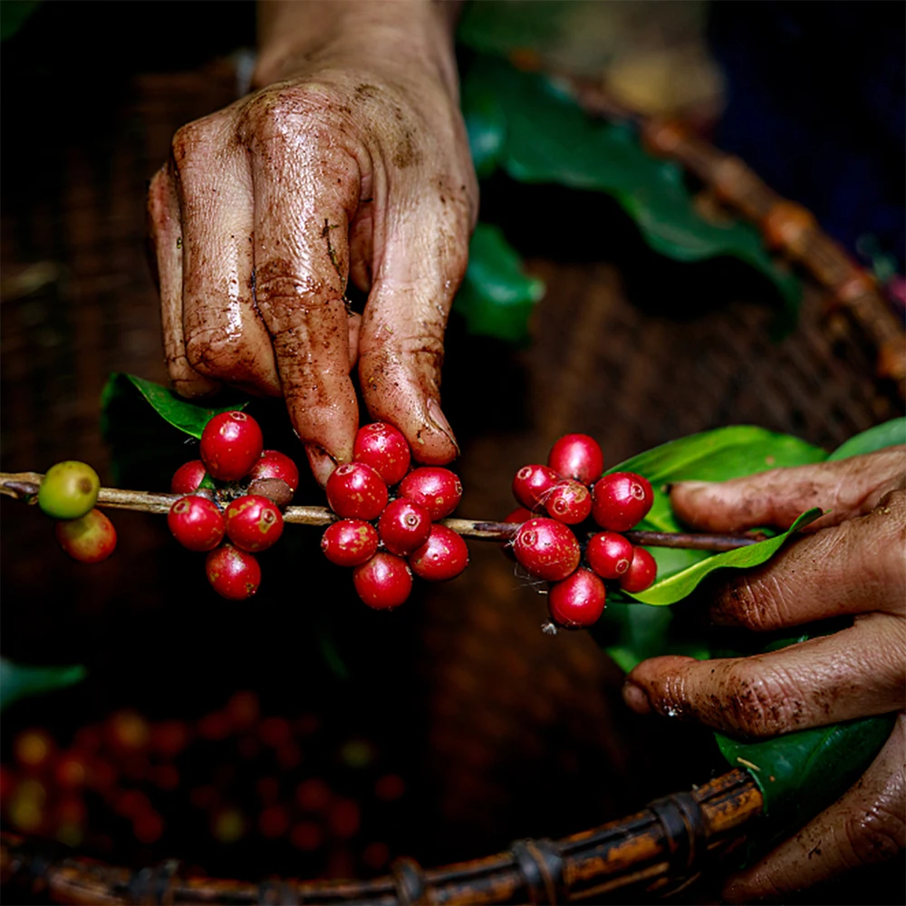 1000 г 2 фунта (35 унций) глубоко жареные 100% кофе в зернах Arabica