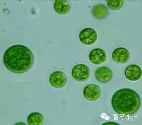 Dha Alag Powder Dha Fish Oil Omega 3 Epa Dha Powder