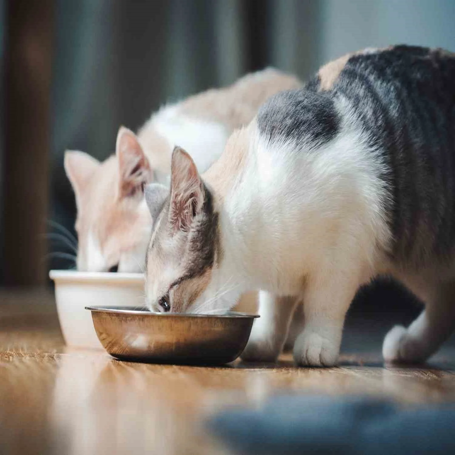  Котенок кошка рыба курица оптом еда для домашних животных сухой корм