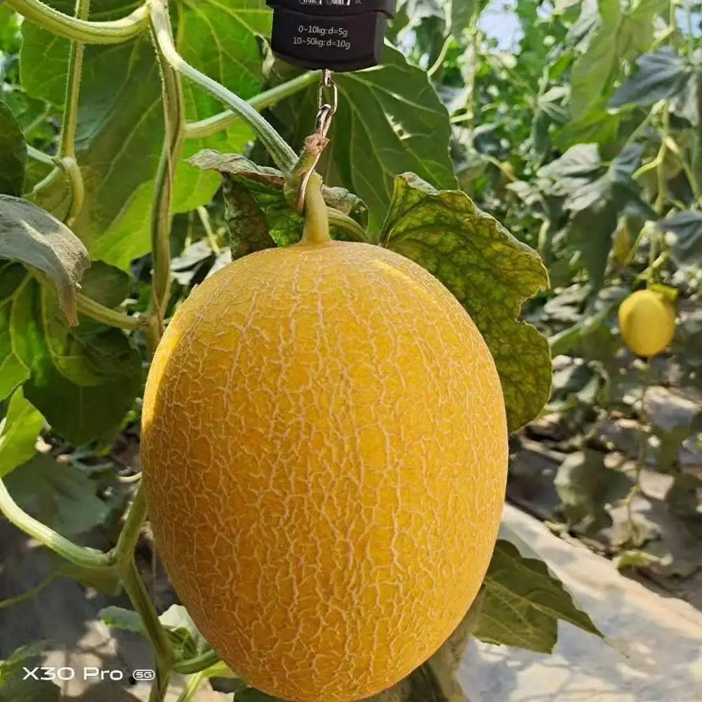 Желтый Детский высокопрочный Гибридный семена дыни f1дыни