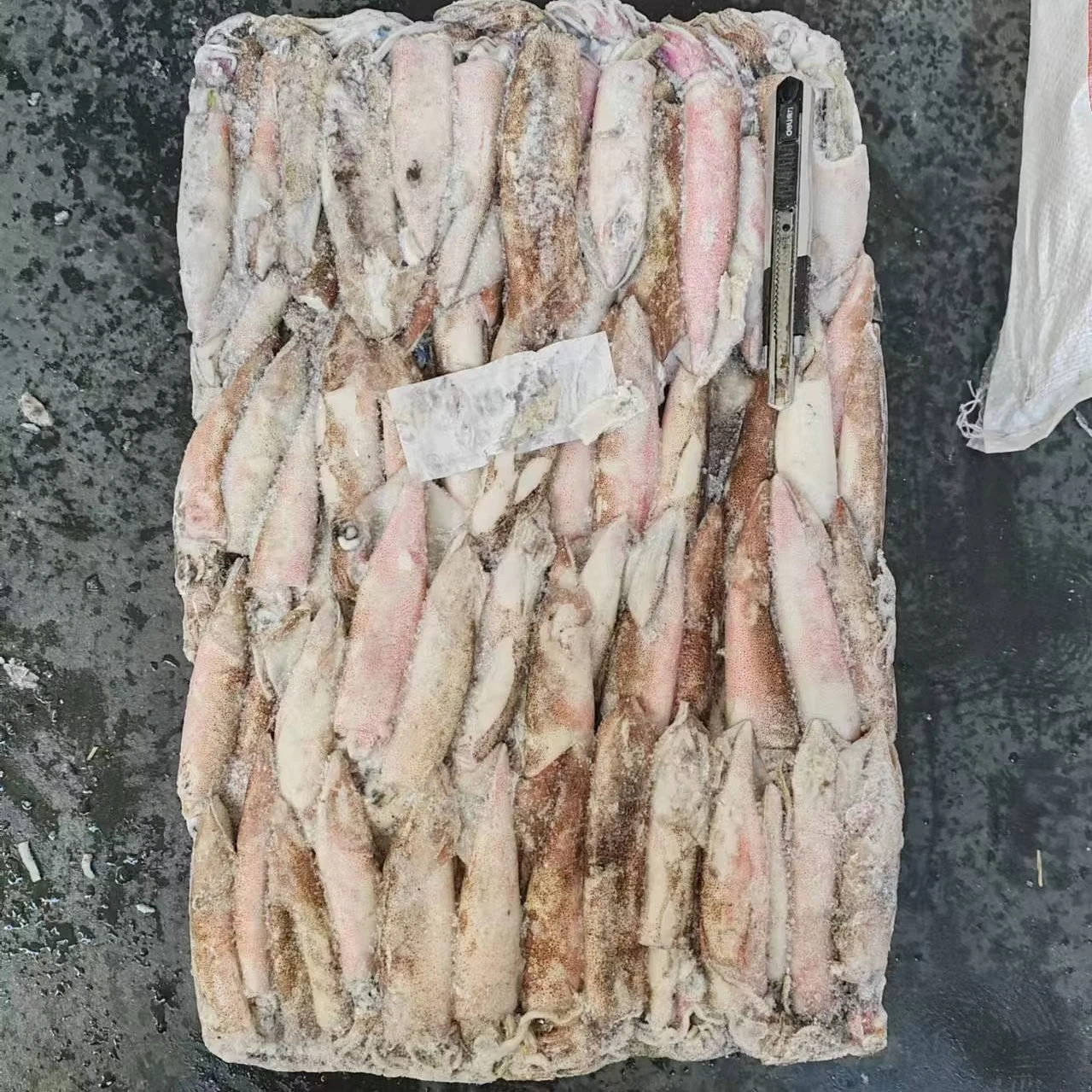 Frozen  loligo squid whole round squid whole round Good quality Loligo chinensis