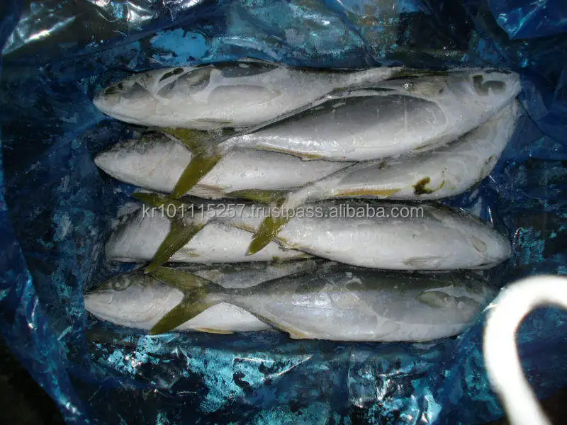 Good Price Hot Selling Factory Seafood Whole Round Fresh Frozen Chilled  Yellow Tail Fish