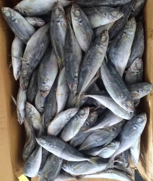 Frozen Horse Mackerel Trachurus Japonicus Whole Dried Fish with round Fat Water Preserved Packaged in Bulk Bag
