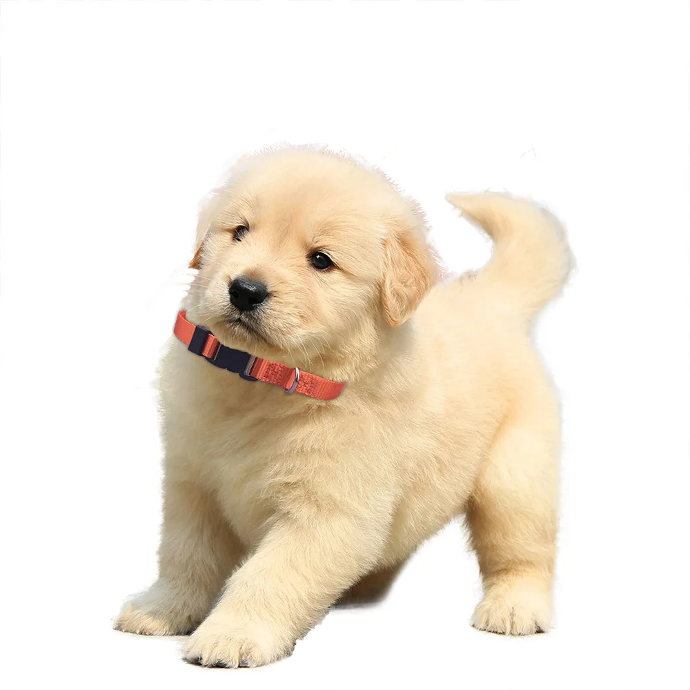 Puppy collars for small dogs Nylon Dog Collars Adjustable Classic Solid Color True Dog Collar Pet Essentials M (1.0cm*21.5~33cm)