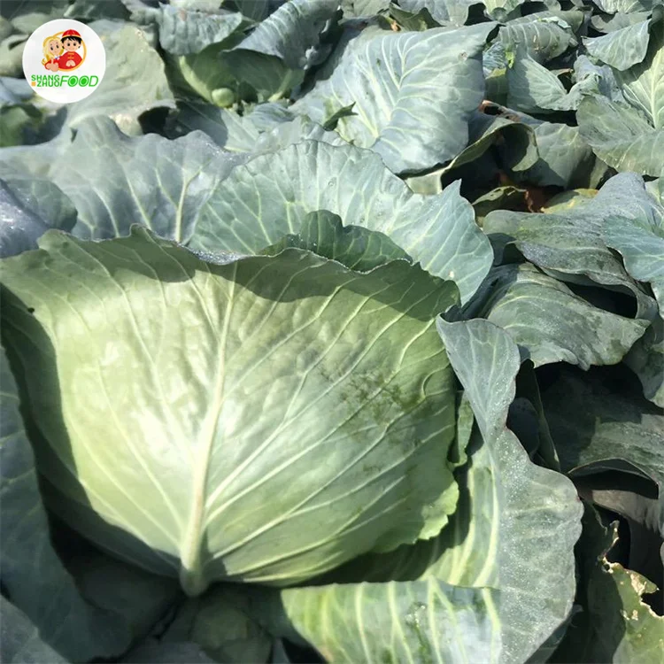 
Natural high quality Fresh green cabbage cabbage fresh export standard 
