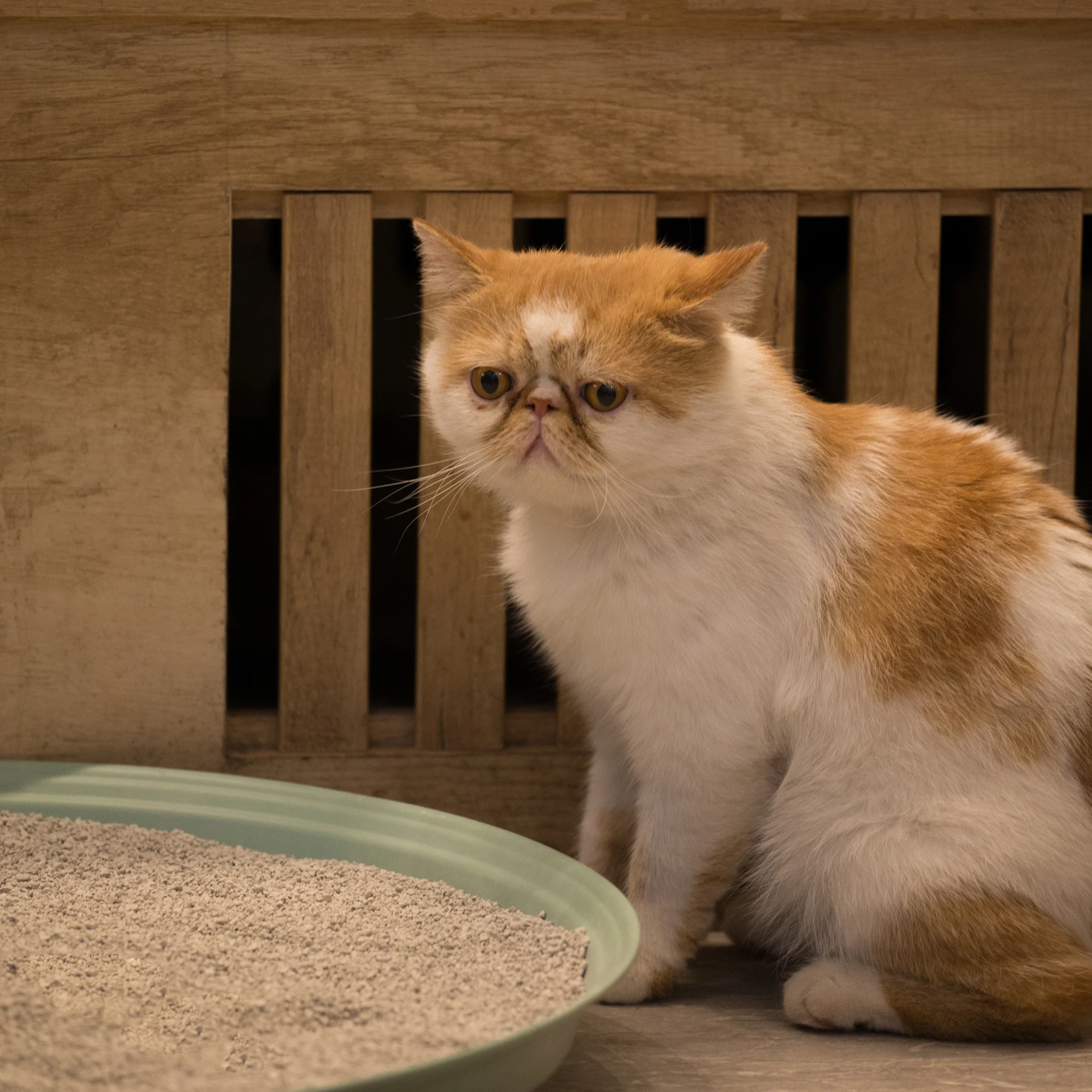 
factory supply dust free Natural bentonite clay cat litter wholesale 