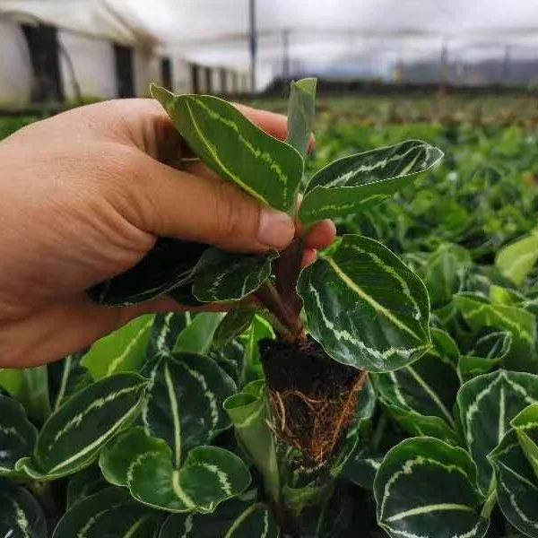 Тканевая культура саженцы растения саженцы зеленый красивый arrowroot