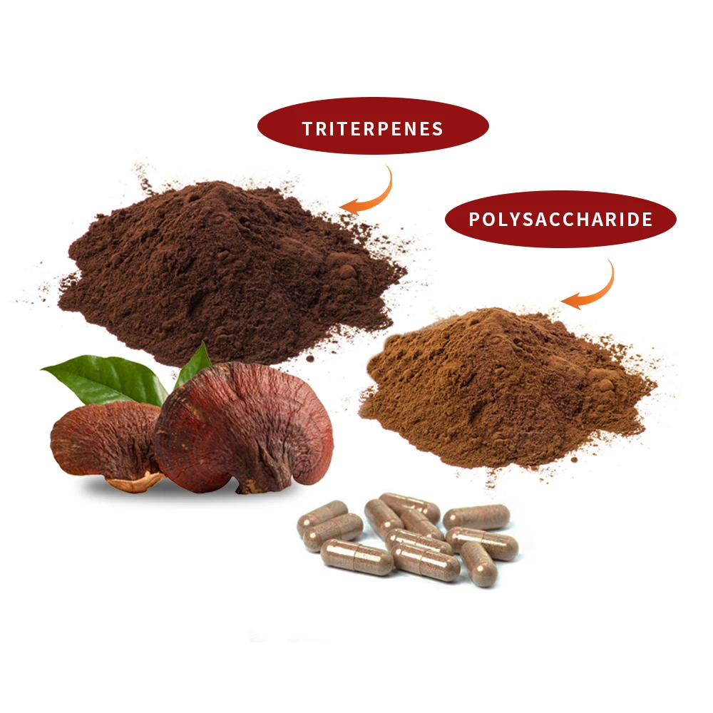 Ganoderma Lucidum Mushroom Extract  Reishi Capsules Ganoderma Lucidum extract capsule