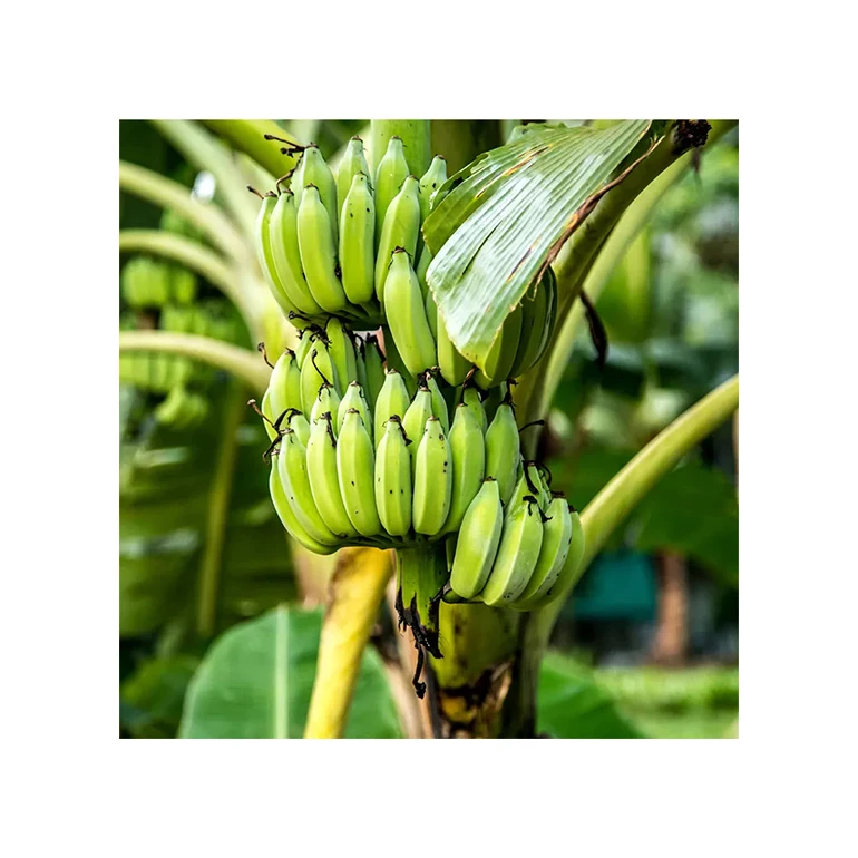 Wholesale Bulk Importer Natural Agriculture Premium Bananas Ecuador