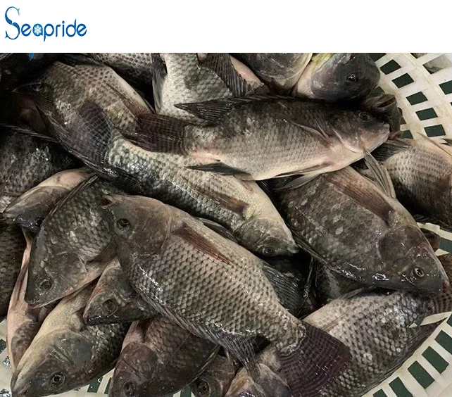 Good Quality Live Farm Frozen Black Tilapia Exporters
