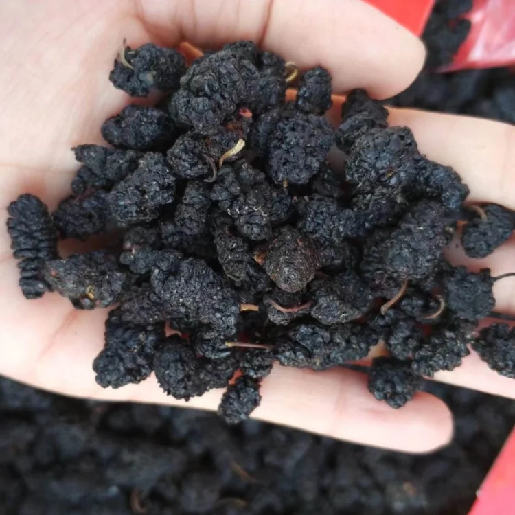 Высококачественная сельскохозяйственная продукция Fructus Mori по