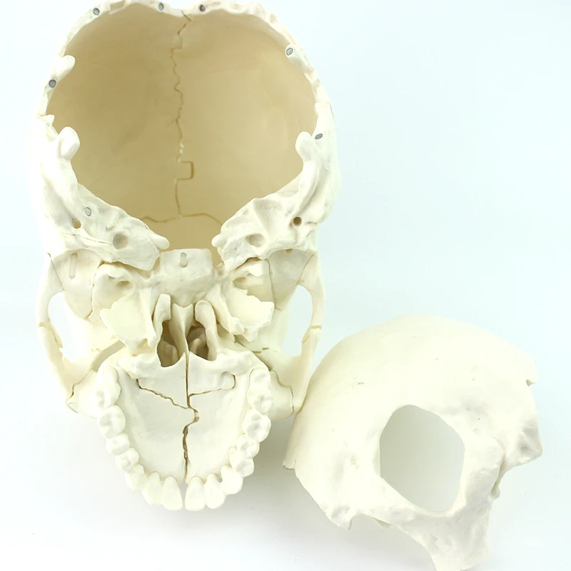 factory cheap price teaching model skeleton plastic skull model