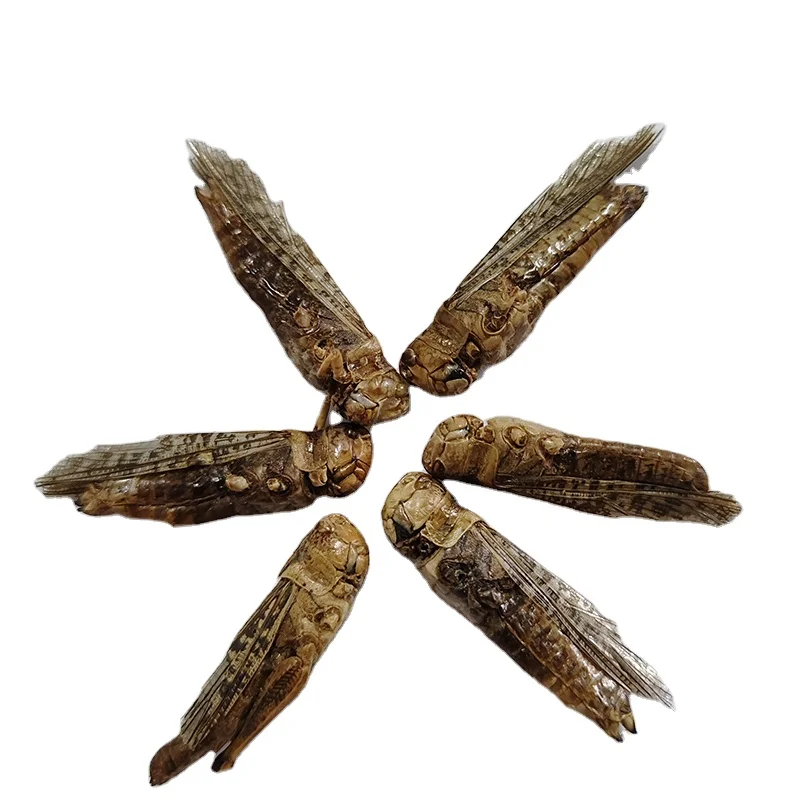 Premium Dried Feed for Reptiles Birds Small Mammals Fish High in Protein and Nutrients Featuring Dried Grasshopper