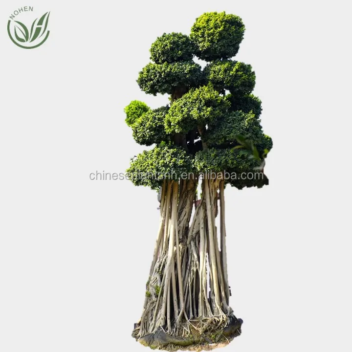 Большое дерево бонсай фикус большое дерево растение и дерево растение детский сад