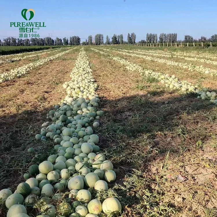 New arrival hot selling factory supply original  health red melon seeds watermelon seed