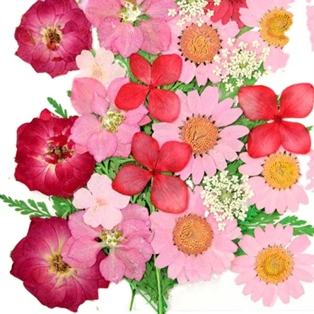 Ins Hot Sale Dried Real Pressed Flowers For Wedding Decoration