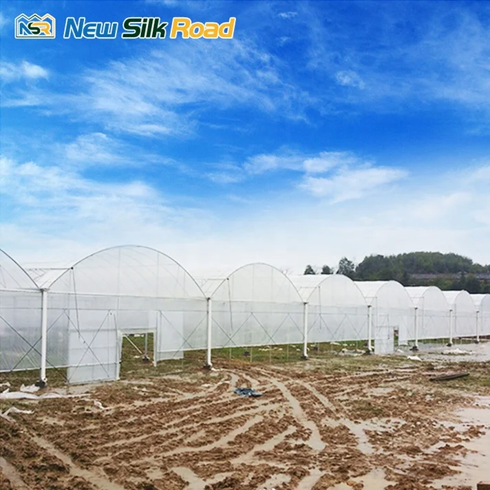 NSR Greenhouse Multi-Span Economical Plastic Tunnel Orangerie Greenhouse For Sale
