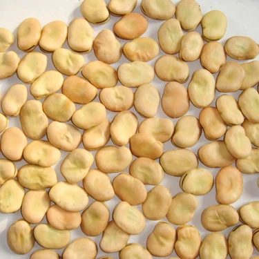 
Wholesale broad bean split peeled new crop 
