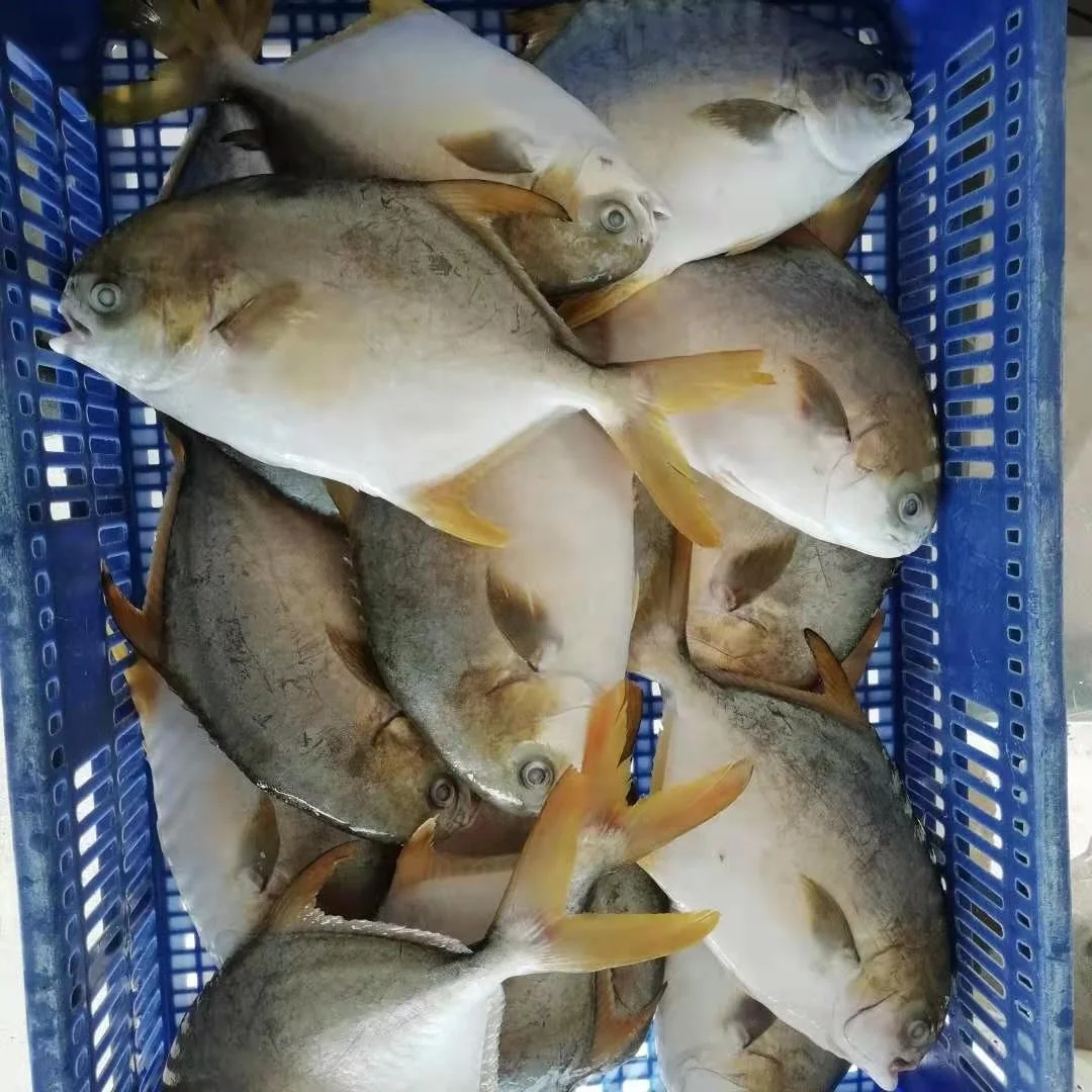 Wholesale Price Frozen Farmed Fish  Golden Pomfret For Market