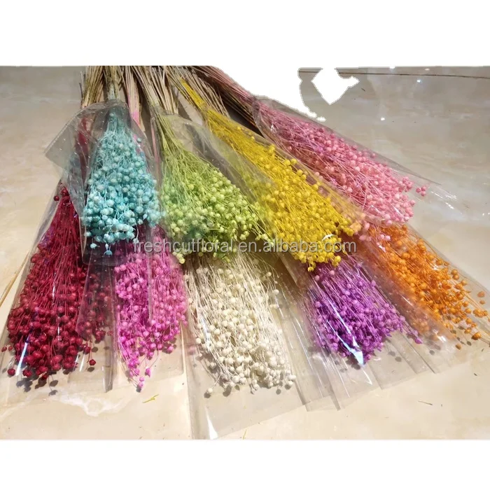Amazona Yunnan Wholesale Dried Flowers Real Preserved Long Stem Gold Sliver Jequirity Bean Riches Beans As Decoration Flower