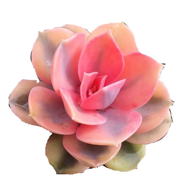  Оптовая продажа радужные красивые декоративные живые растения Echeveria по низкой цене настоящие суккуленты
