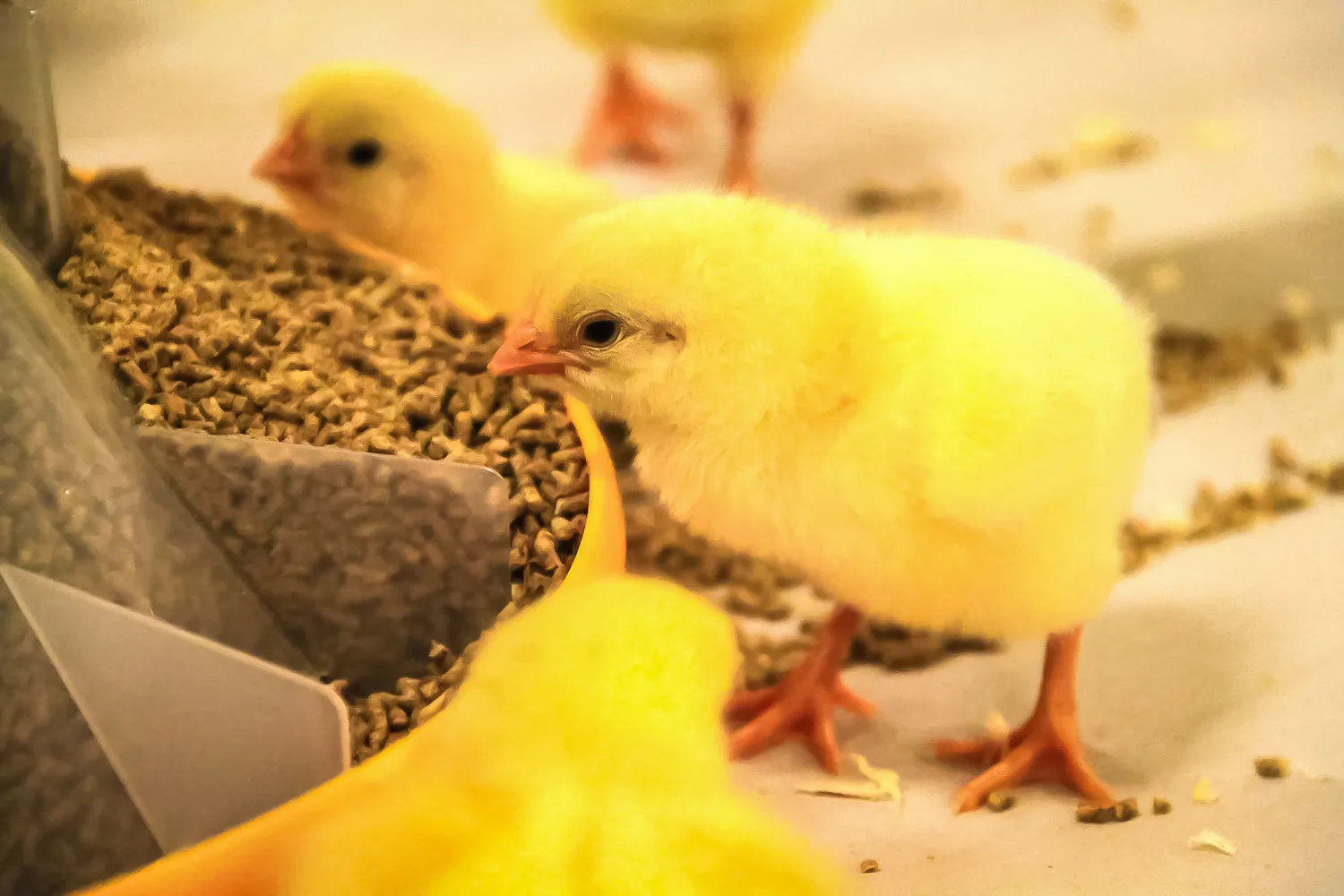 ingredients chick feed