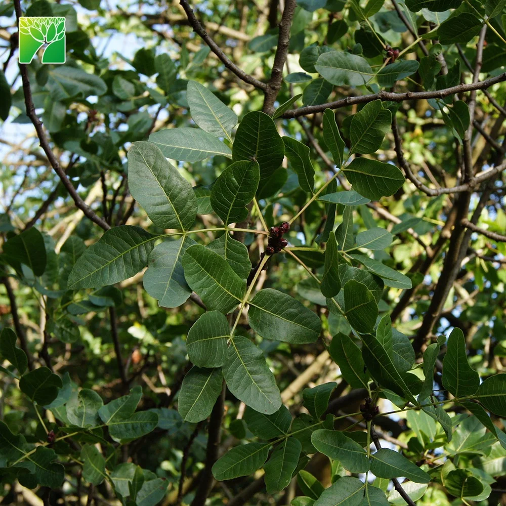 
Cheap wholesale pistacia vera fruit tree saplings pistachio tree plants seedlings from China 