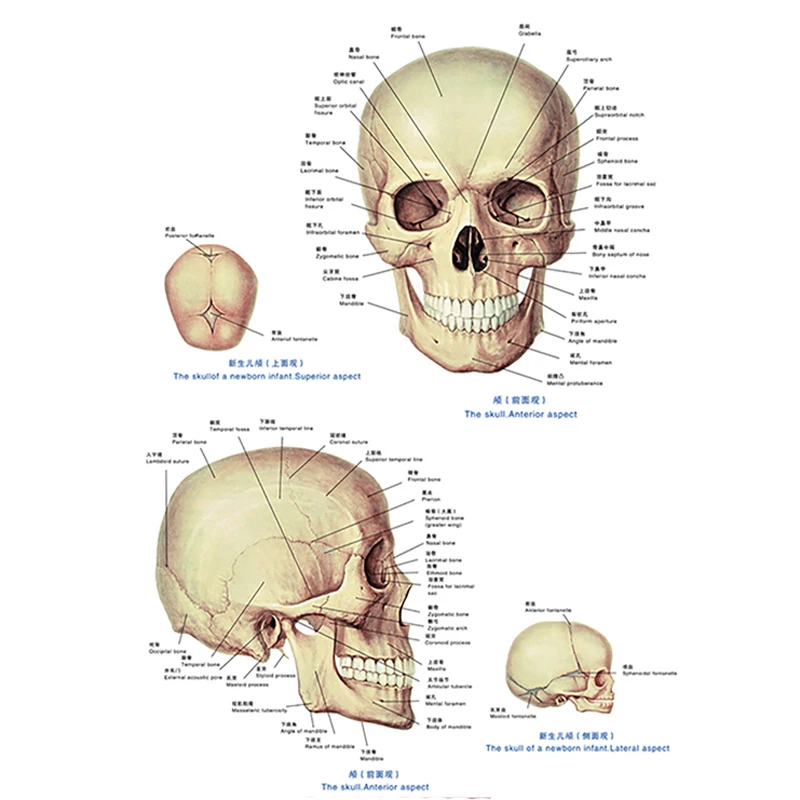 Human Anatomical Charts Spine Skull Anatomy Respiratory System Brain Circulation System Urinary System Educational Equipment