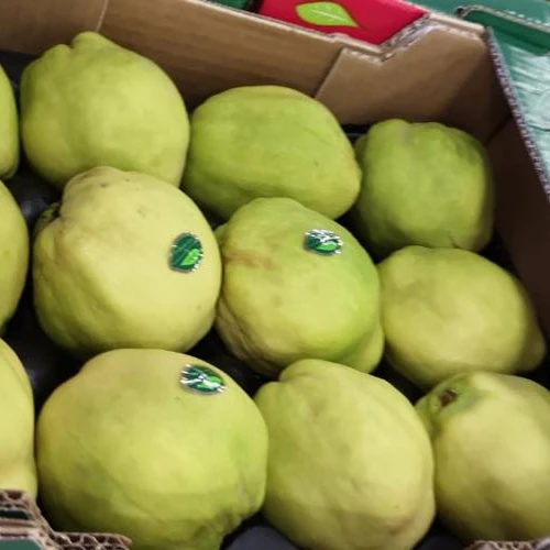 2020 Wholesale Price Greek quinces A class Fresh quinces for sale
