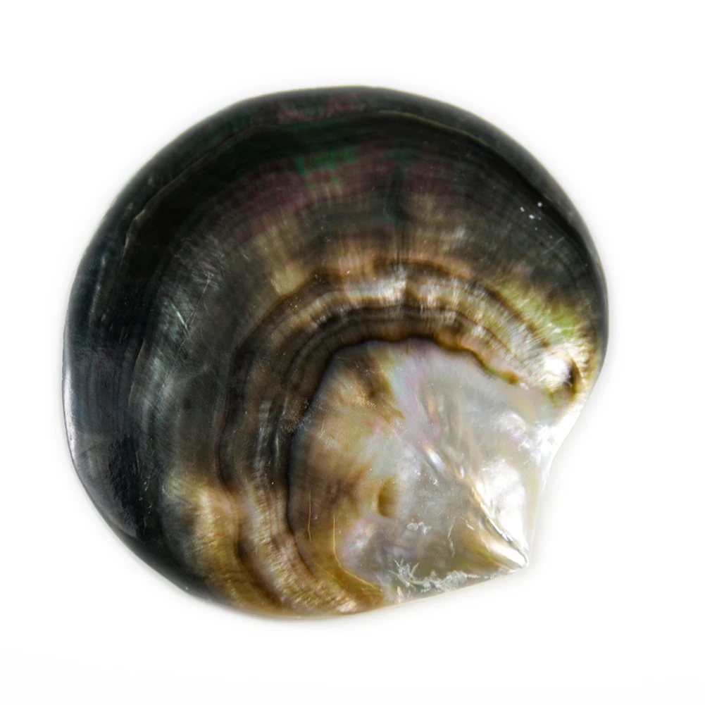 Wholesale natural sea shell pearl MOP shell pieces decorative accessories polishing black mother of pearl shell