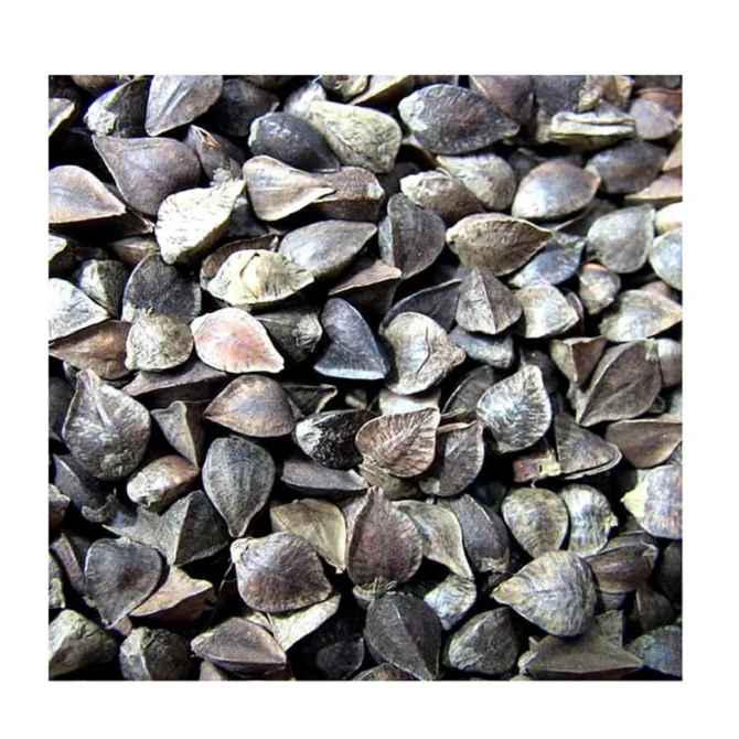 
COMMON Fresh Style Ukraine buckwheat husk for wholesale price 