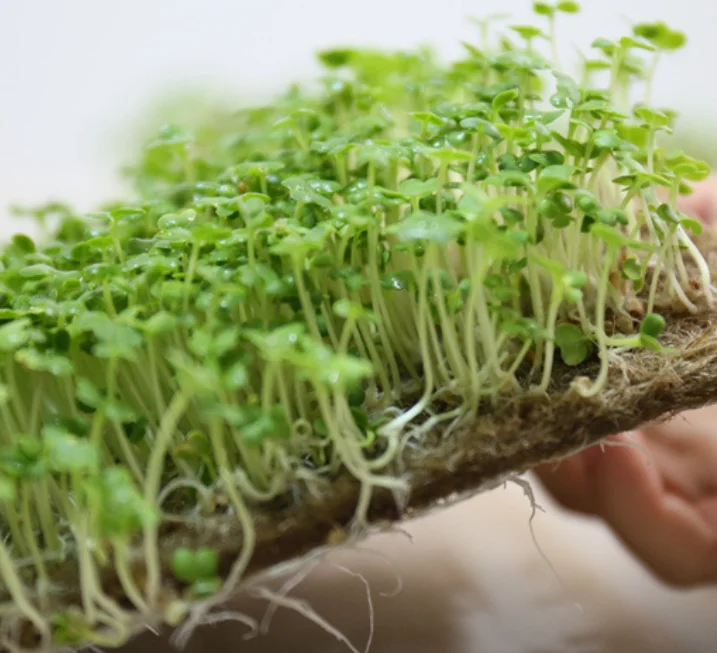 Eco friendly biodegradable natural jute fiber needle punched microgreens paper nonwoven hemp jute felt paper for Tray