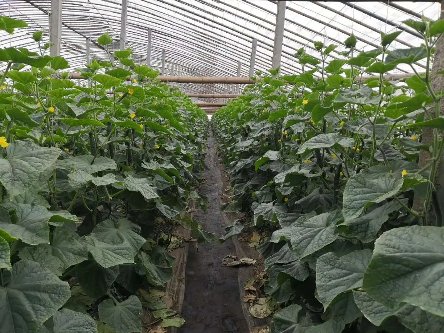 Chinese new-bred cucumber hybrid seeds SXC No.1