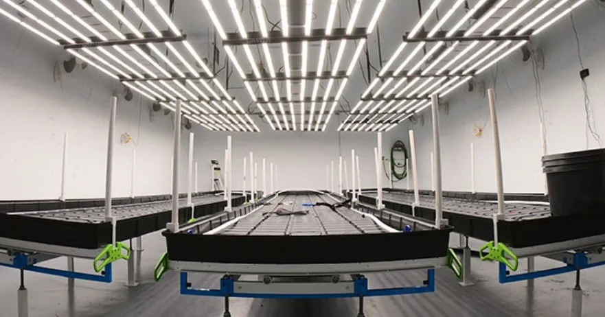 High Efficacy  150W LED grow light SamsungLM 301B Grow LED light For Greenhouse Indoor Plants up harvest