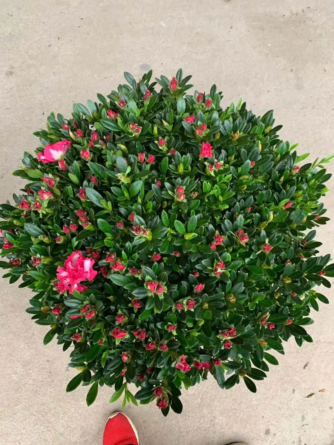 
High germination green plant tree ericaceae seedling azalea sapling 