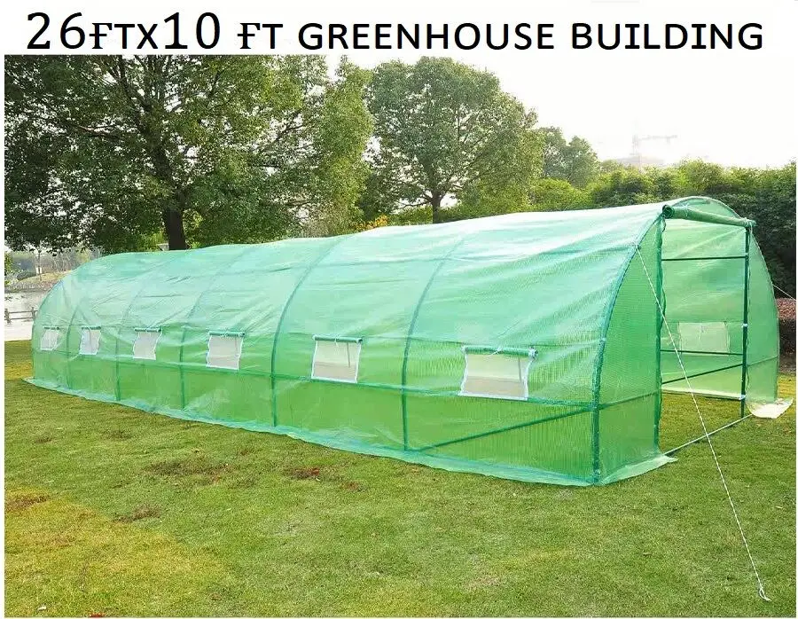 High Quality Tomato Seed For Greenhouse