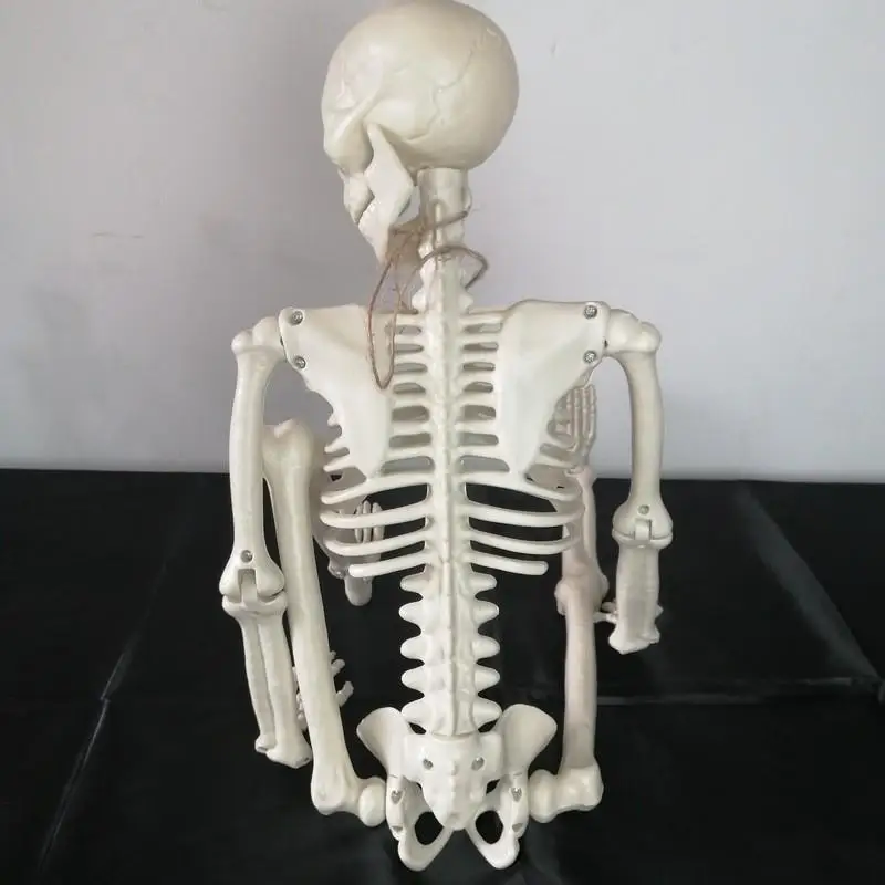 16 Inch Full Body Movable Halloween Hanging Skeleton Decoration with Movable Joints for Halloween Graveyard Haunted House Props