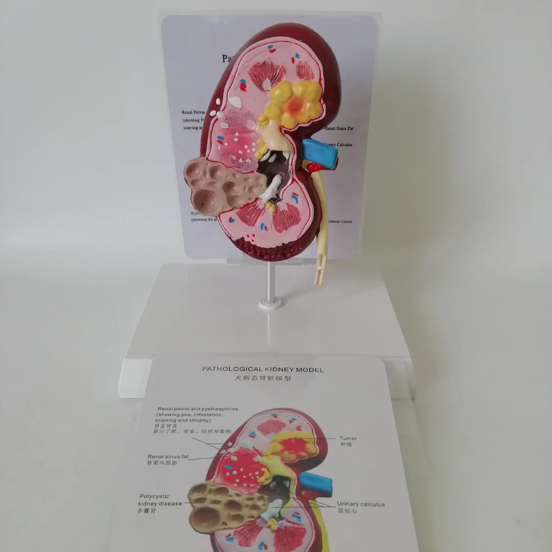 Canine Medical Science Teaching Studying Anatomical Dog Kidney Model