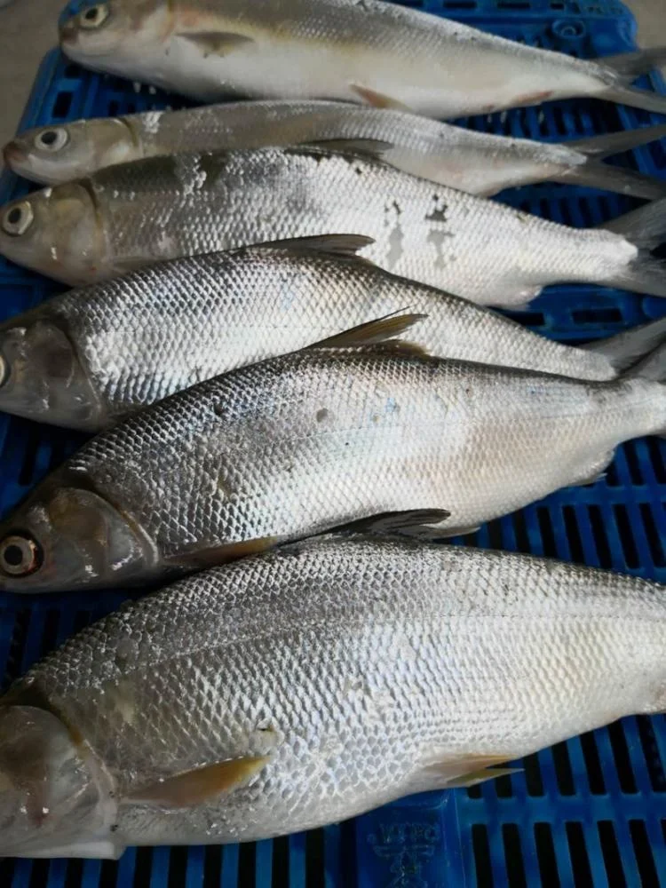 Frozen Milk Fish Good Sale from Indonesia