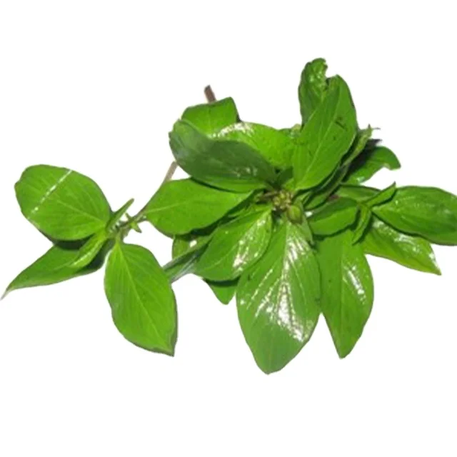 Fresh Basil / Great basil leaves for Export / Fast delivery and Quick response