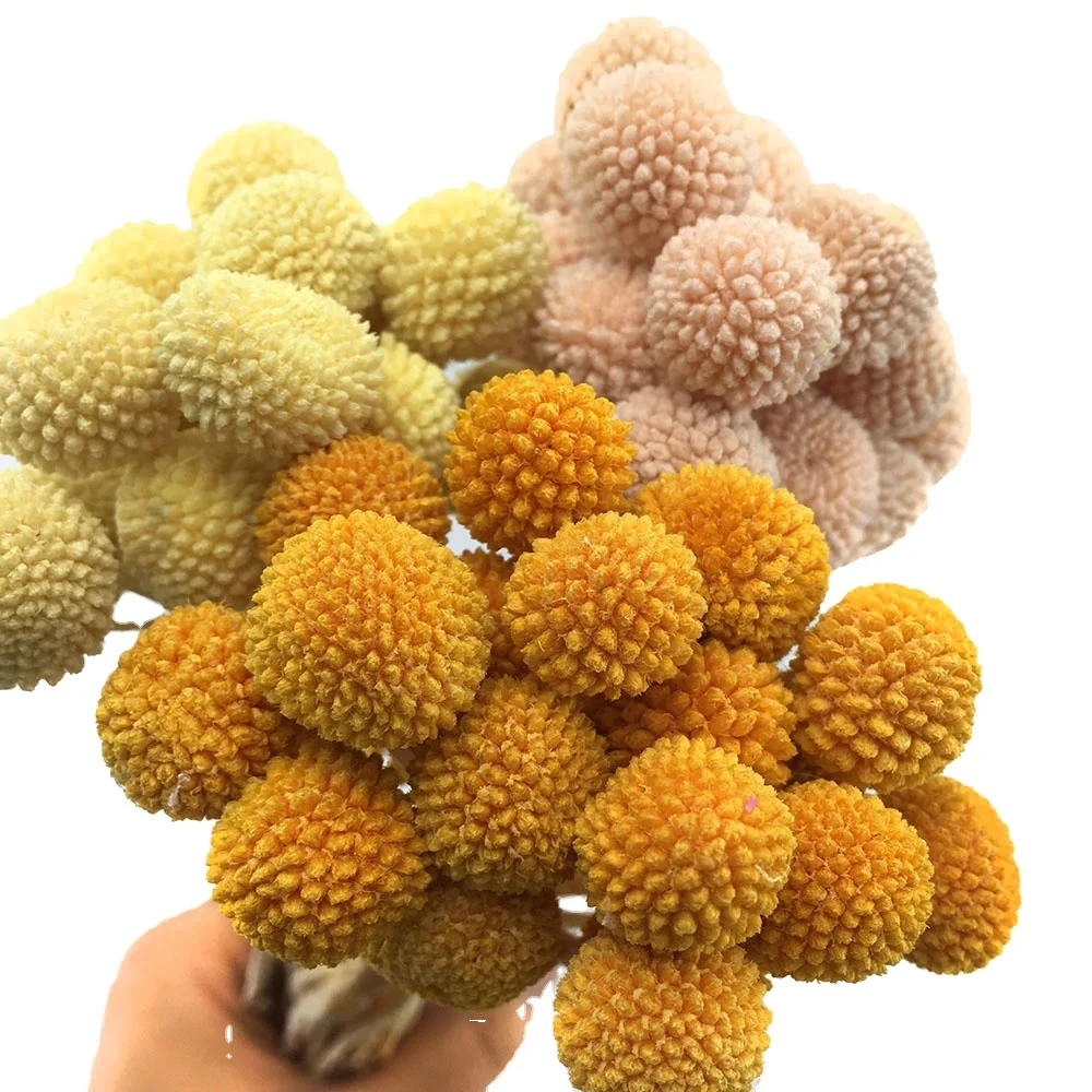 Preserved Golden Ball Flowers Dried Billy Buttons for Dried Flower Bouquet Home Decoration