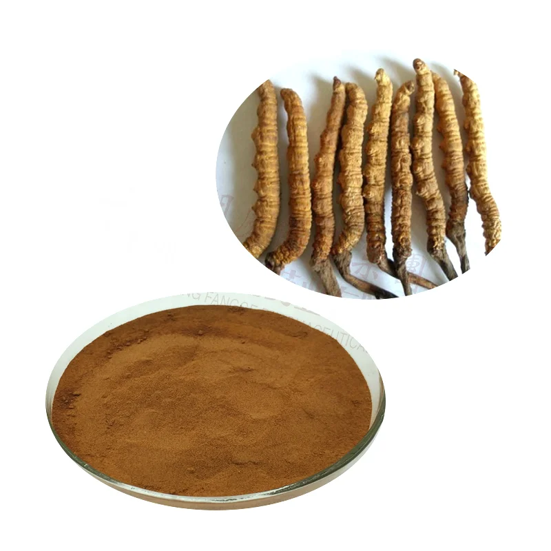 high quality cordyceps sinensis mycelium extract 50% polysaccharide passed GMP/ HACCP/ QS /ISO9001 certification