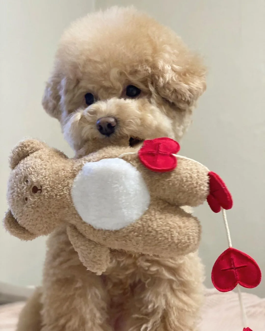 INS Hot Korean Funny Cute Bear Dog Toys Plush Puppy Accessories Stuffed Bears Sound Chew Squeaky Pet Toy
